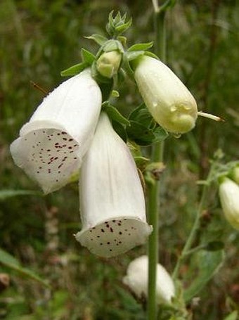 Digitalis purpurea