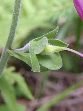 Digitalis purpurea