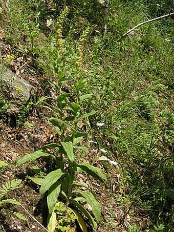 Digitalis viridiflora