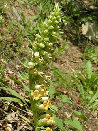 Digitalis viridiflora