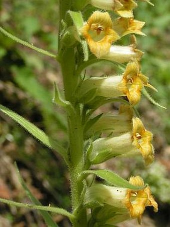 Digitalis viridiflora