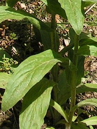 Digitalis viridiflora