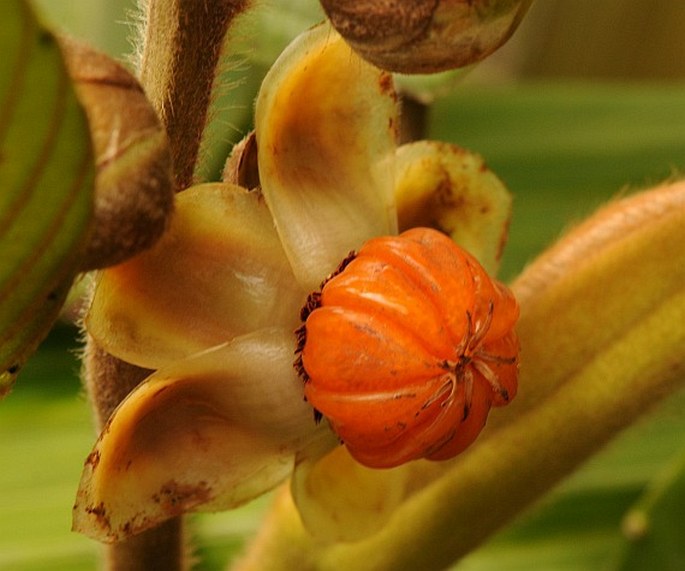 Dillenia ferruginea