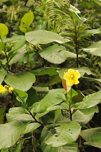 Dillenia suffruticosa