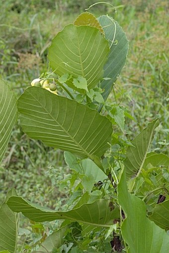 Dillenia suffruticosa