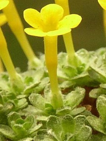 Dionysia tapetodes