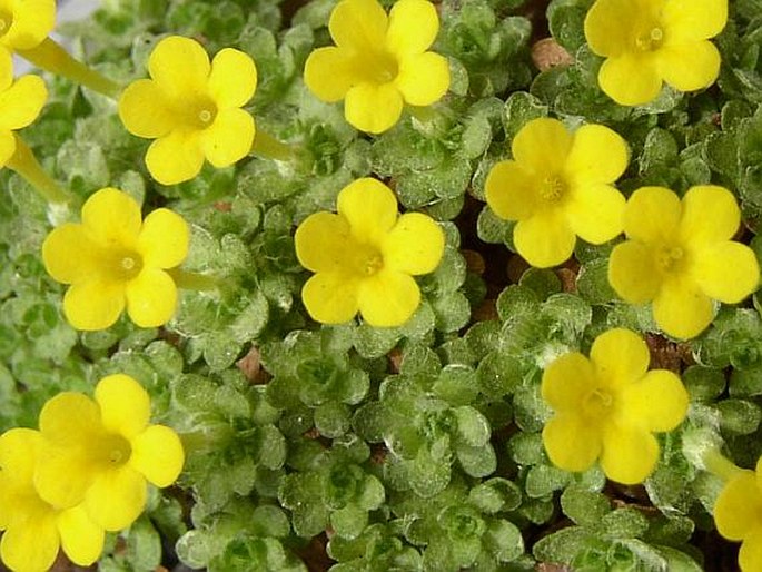 Dionysia tapetodes