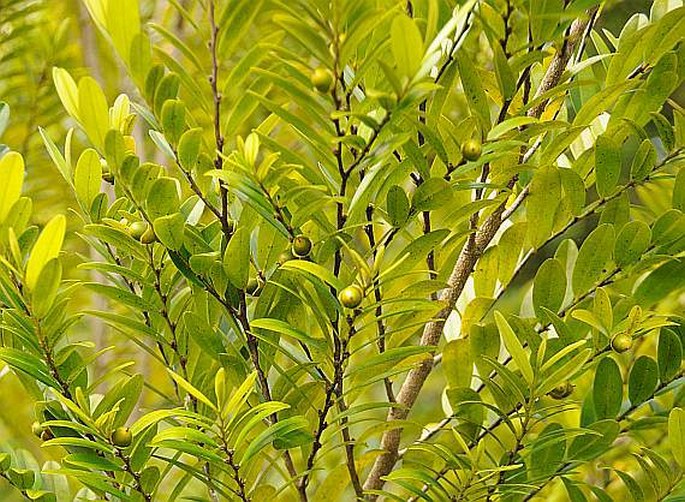 Diospyros seychellarum