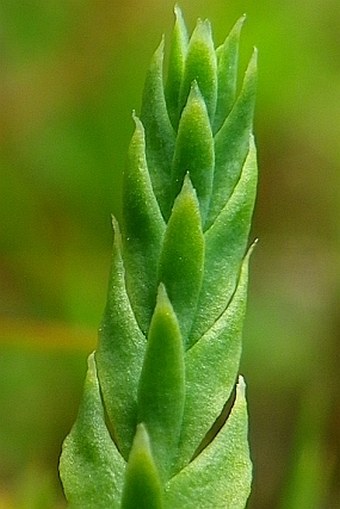 Diphasiastrum alpinum