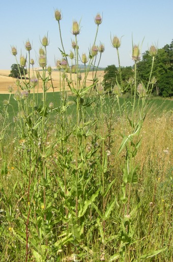 Dipsacus fullonum