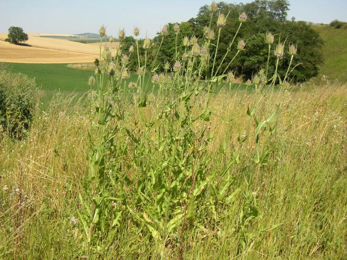 Dipsacus fullonum