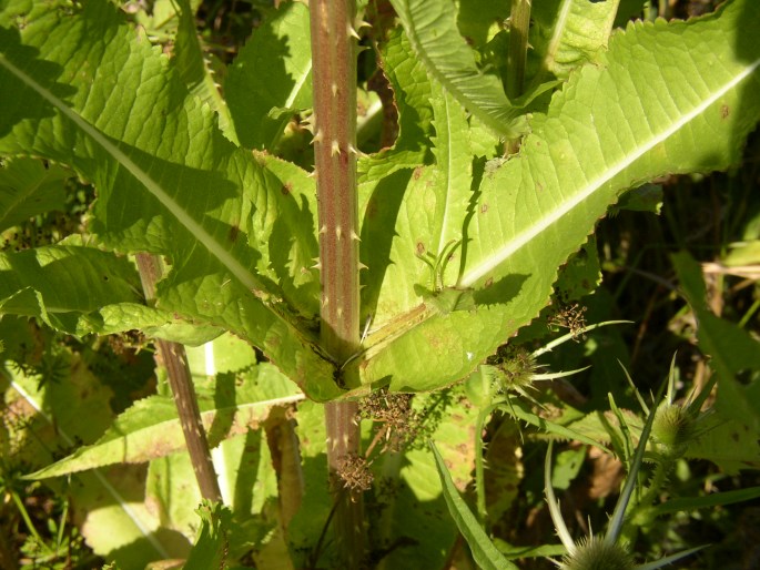 Dipsacus fullonum