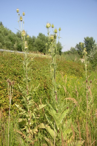 Dipsacus laciniatus