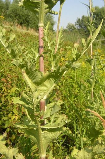 Dipsacus laciniatus