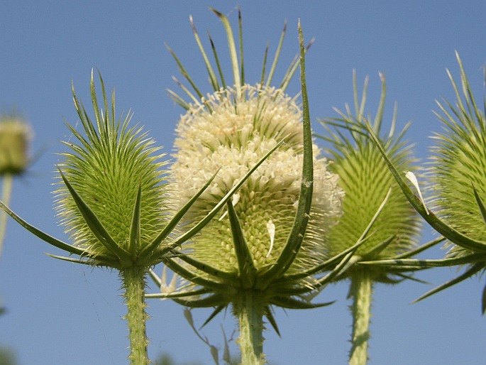 Dipsacus laciniatus