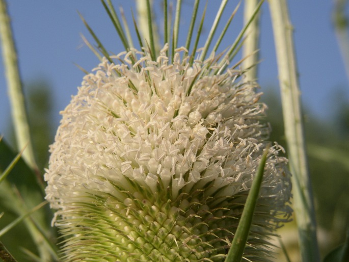 Dipsacus laciniatus