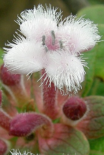 Dirichletia obovata