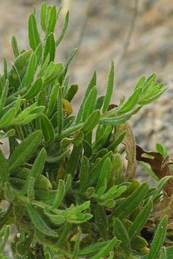 Dittrichia viscosa