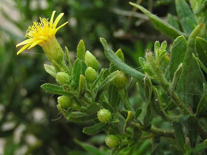 Dittrichia viscosa