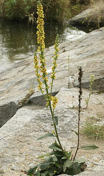 Verbascum nigrum