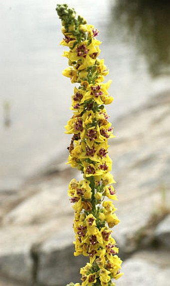 Verbascum nigrum