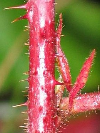 Rubus dollnensis