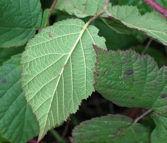 Rubus dollnensis