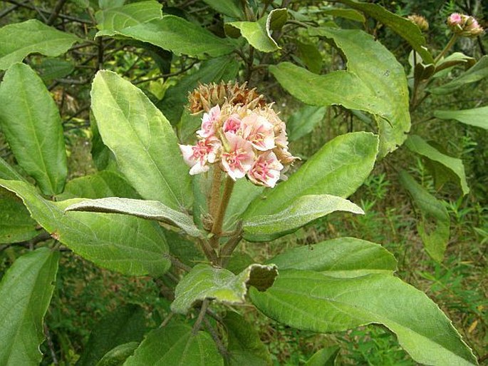 DOMBEYA FERRUGINEA subsp. BORBONICA Friedm. – klanoch