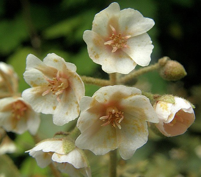 DOMBEYA PUNCTATA Cav. – klanoch