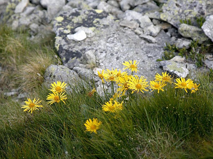 Doronicum clusii