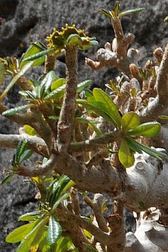 Dorstenia gigas