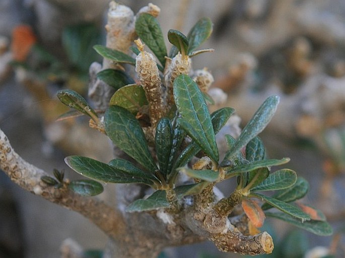 Dorstenia gigas