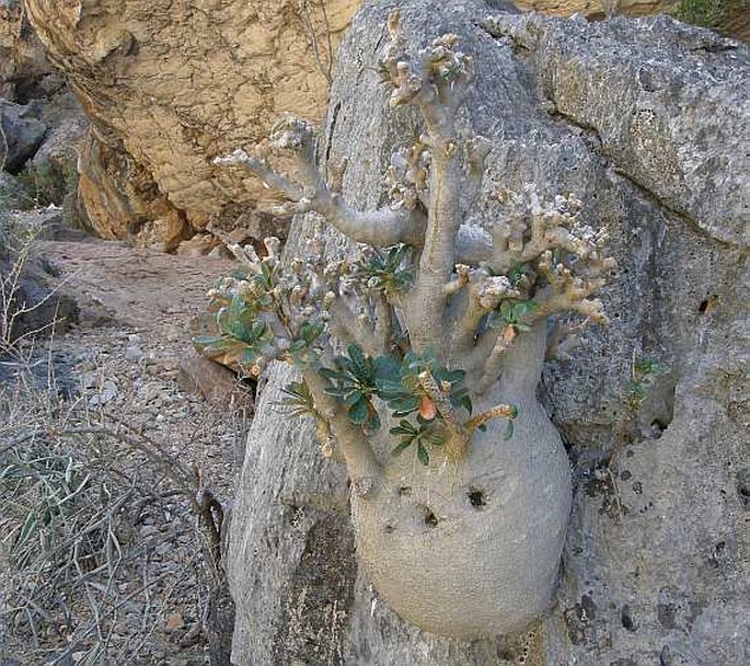 Dorstenia gigas