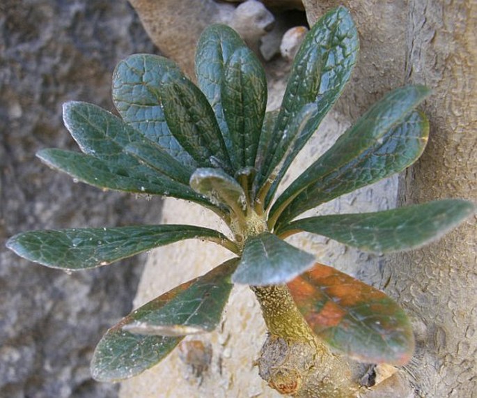 Dorstenia gigas