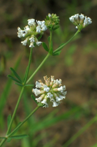 Dorycnium herbaceum