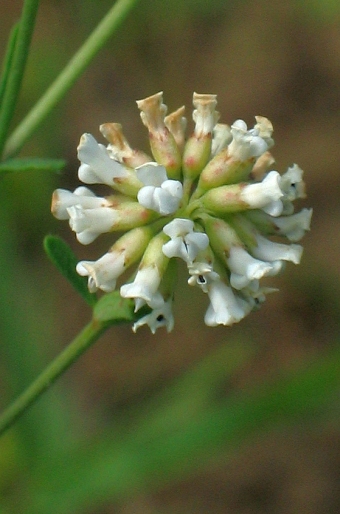 Dorycnium herbaceum