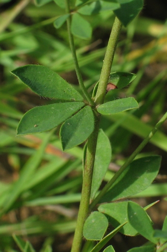 Dorycnium herbaceum