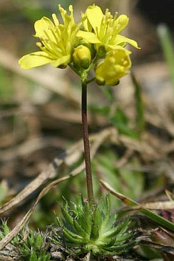 Draba aizoides