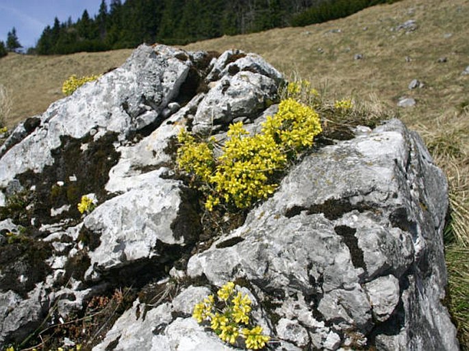 Draba aizoides