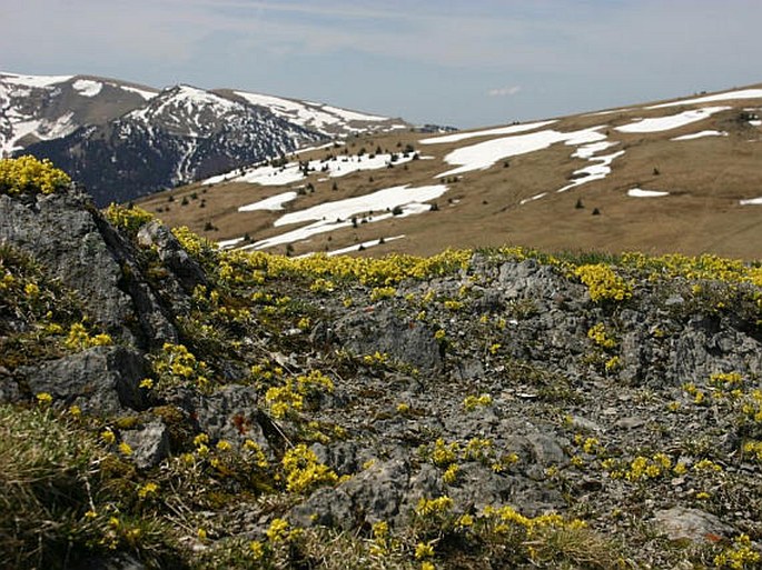 Draba aizoides