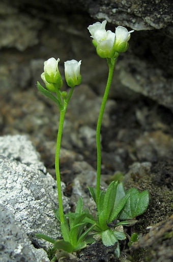 Draba fladnizensis