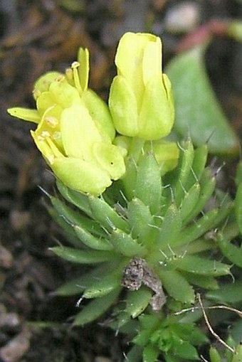 Draba hoppeana