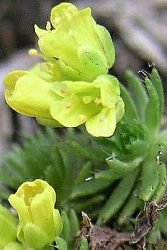 Draba hoppeana