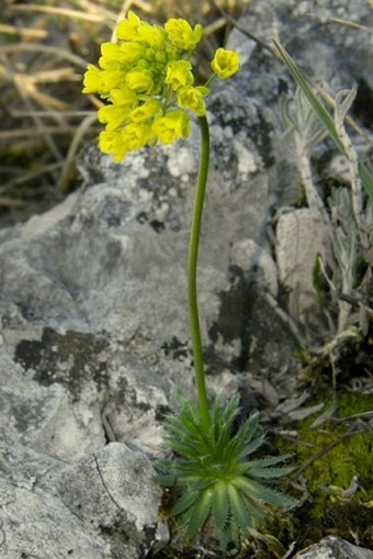 Draba lasiocarpa subsp. klasterskyi