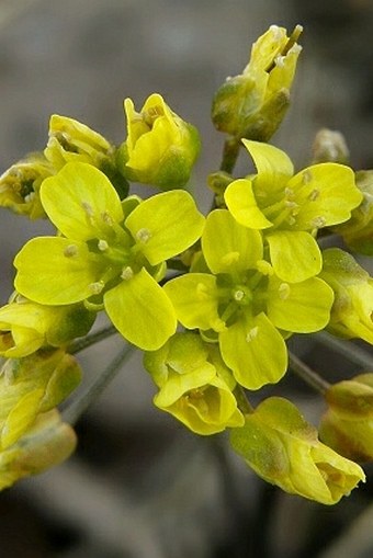 Draba lasiocarpa subsp. klasterskyi