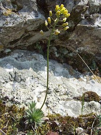 Draba lasiocarpa