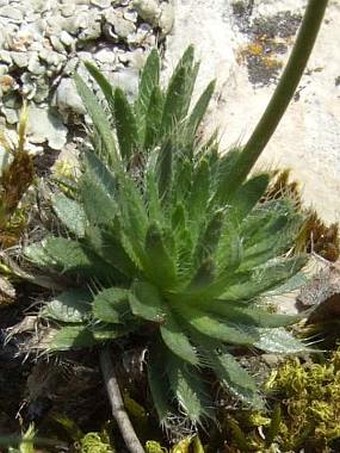 Draba lasiocarpa