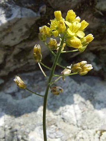 Draba lasiocarpa