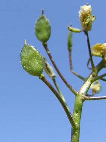 Draba lasiocarpa