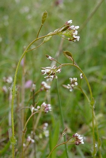 Draba muralis